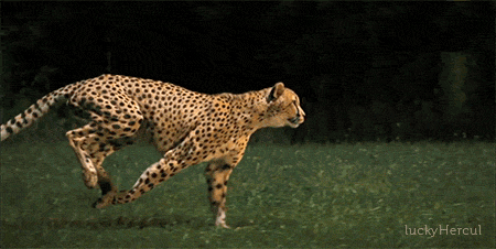 06154614bbce0c9.gif